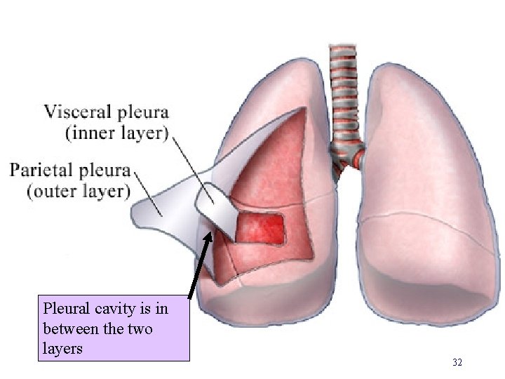 Pleural cavity is in between the two layers 32 