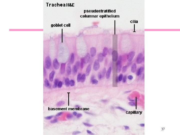 Trachea Histology 37 