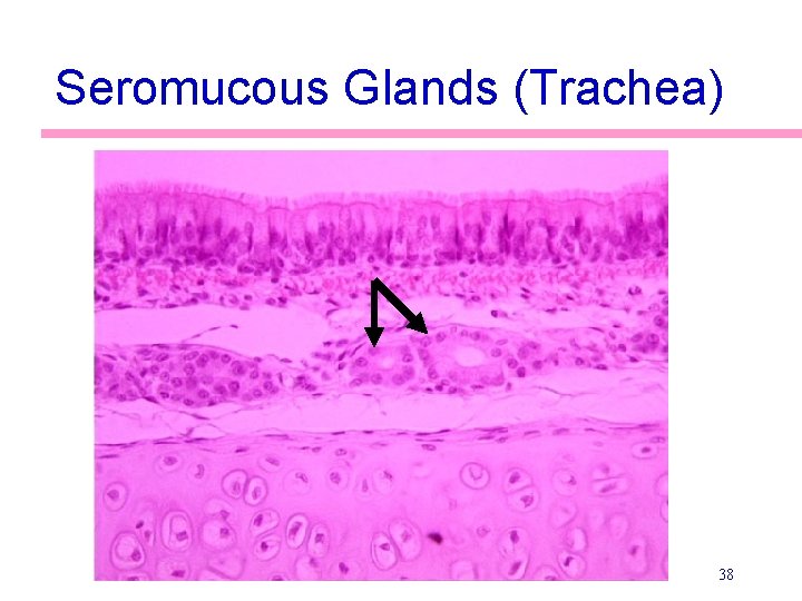Seromucous Glands (Trachea) 38 