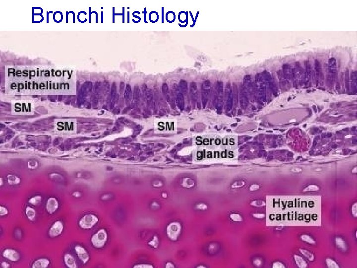 Bronchi Histology 41 