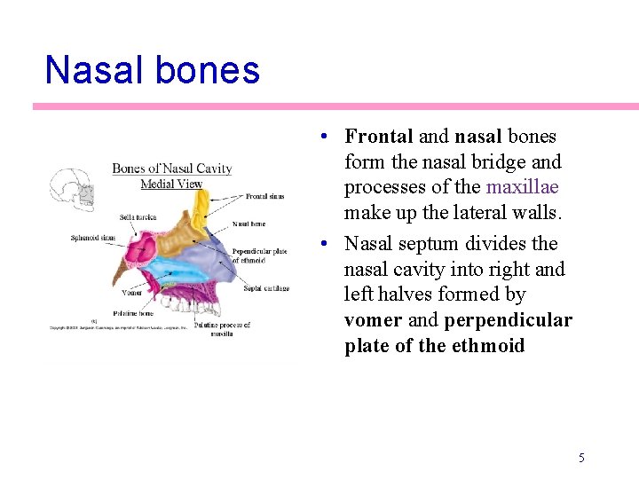 Nasal bones • Frontal and nasal bones form the nasal bridge and processes of