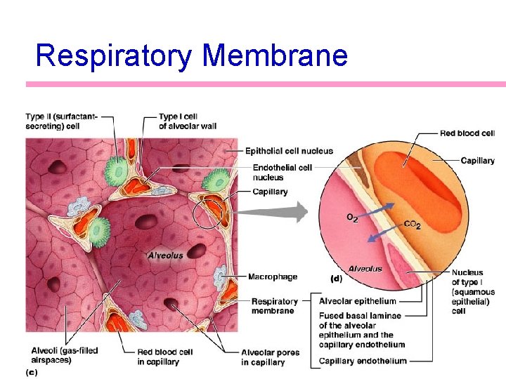 Respiratory Membrane 50 