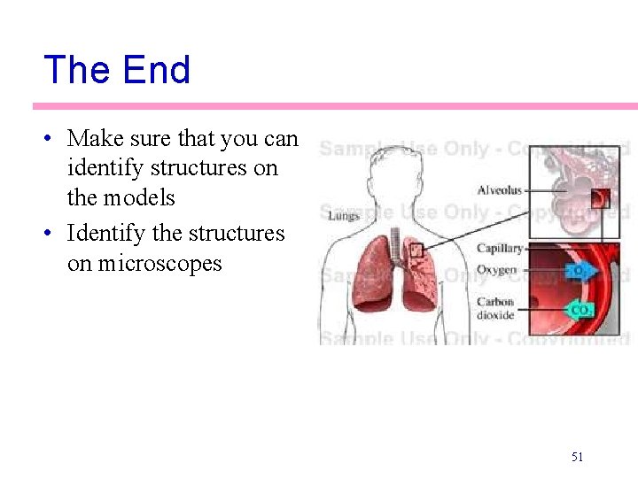 The End • Make sure that you can identify structures on the models •