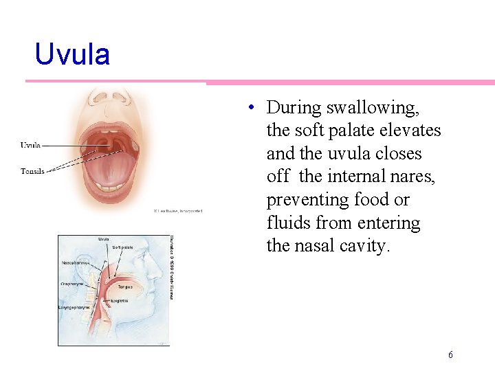 Uvula • During swallowing, the soft palate elevates and the uvula closes off the