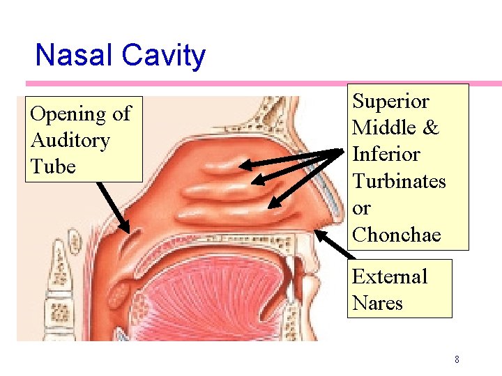 Nasal Cavity Opening of Auditory Tube Superior Middle & Inferior Turbinates or Chonchae External