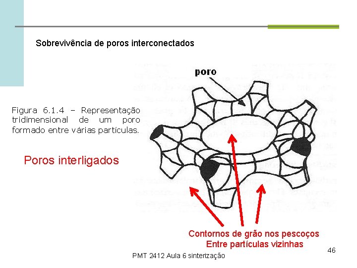 Sobrevivência de poros interconectados Figura 6. 1. 4 – Representação tridimensional de um poro