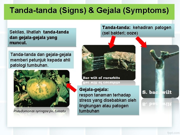 Tanda-tanda (Signs) & Gejala (Symptoms) Sekilas, lihatlah tanda-tanda dan gejala-gejala yang muncul. Tanda-tanda: kehadiran