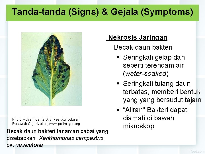 Tanda-tanda (Signs) & Gejala (Symptoms) Photo: Volcani Center Archives, Agricultural Research Organization, www. ipmimages.