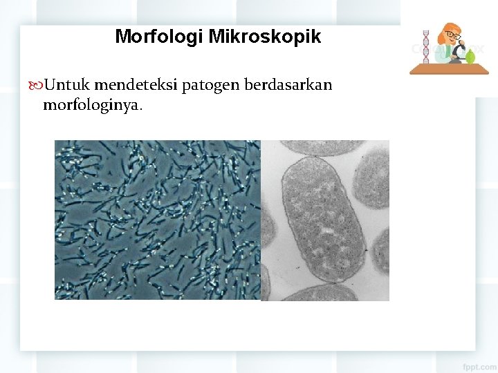 Morfologi Mikroskopik Untuk mendeteksi patogen berdasarkan morfologinya. 