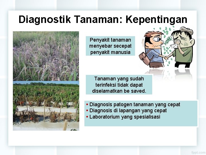 Diagnostik Tanaman: Kepentingan Penyakit tanaman menyebar secepat penyakit manusia Tanaman yang sudah terinfeksi tidak