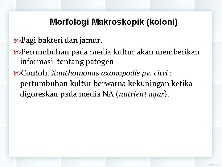 Morfologi Makroskopik (koloni) Bagi bakteri dan jamur. Pertumbuhan pada media kultur akan memberikan informasi