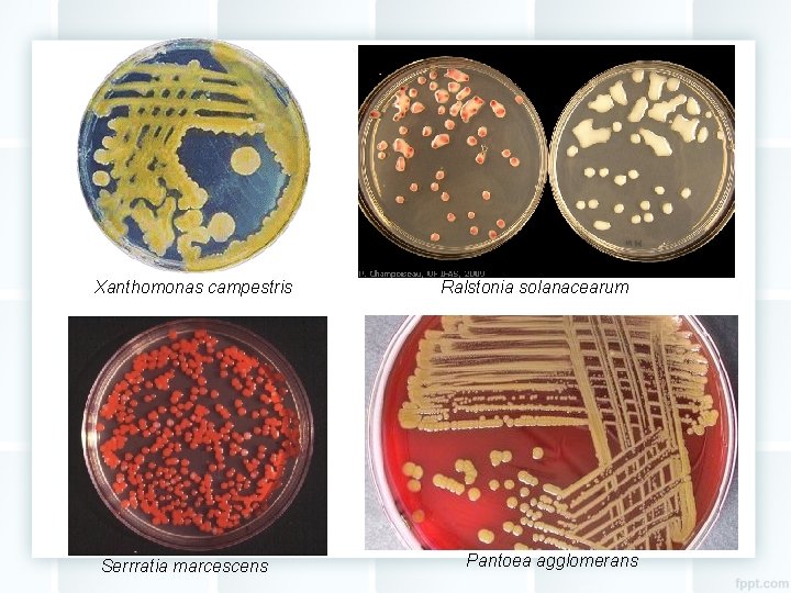 Xanthomonas campestris Serrratia marcescens Ralstonia solanacearum Pantoea agglomerans 