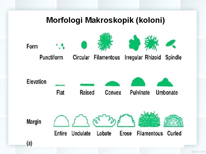 Morfologi Makroskopik (koloni) 