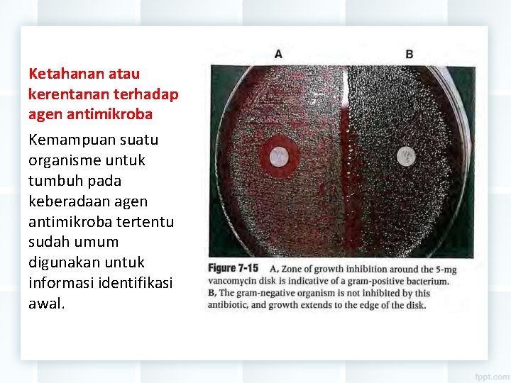 Ketahanan atau kerentanan terhadap agen antimikroba Kemampuan suatu organisme untuk tumbuh pada keberadaan agen