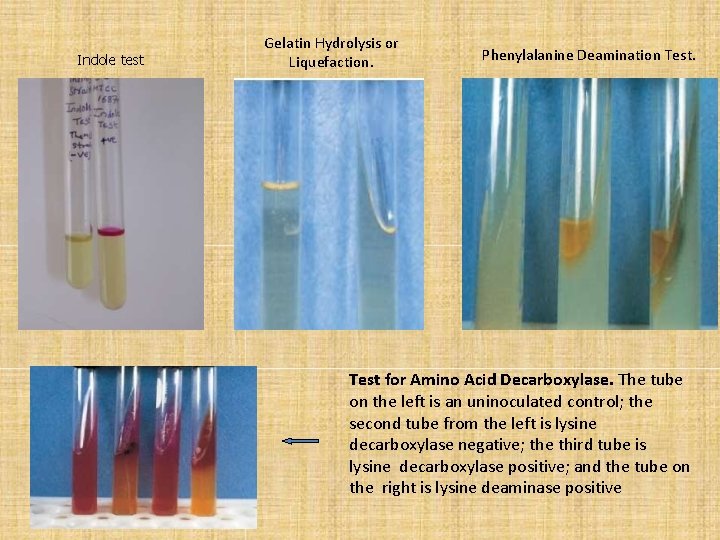 Indole test Gelatin Hydrolysis or Liquefaction. Phenylalanine Deamination Test for Amino Acid Decarboxylase. The