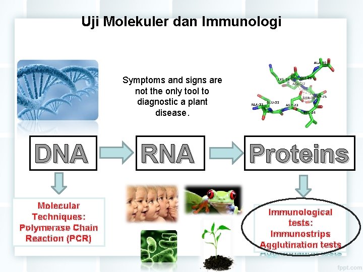 Uji Molekuler dan Immunologi Symptoms and signs are not the only tool to diagnostic