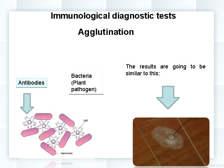 Immunological diagnostic tests Agglutination Antibodies Bacteria (Plant pathogen) The results are going to be