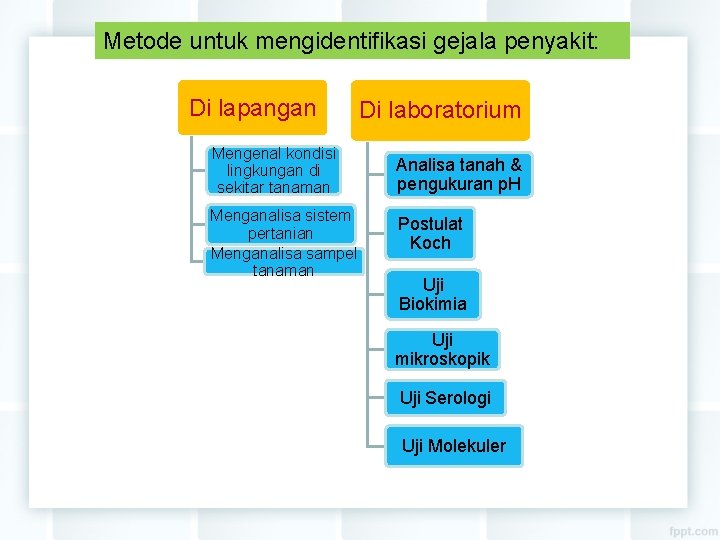 Metode untuk mengidentifikasi gejala penyakit: Di lapangan Mengenal kondisi lingkungan di sekitar tanaman Menganalisa