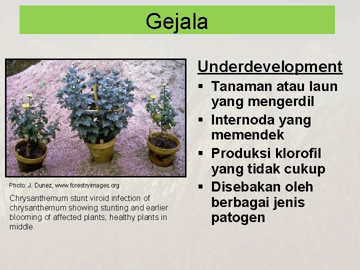Gejala Underdevelopment Photo: J. Dunez, www. forestryimages. org Chrysanthemum stunt viroid infection of chrysanthemum