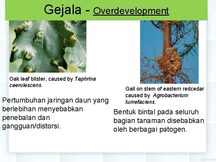 Gejala - Overdevelopment Oak leaf blister, caused by Taphrina caerulescens. Gall on stem of