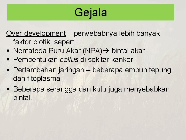 Gejala Over-development – penyebabnya lebih banyak faktor biotik, seperti: § Nematoda Puru Akar (NPA)