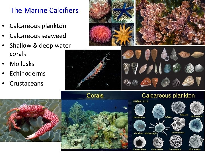 The Marine Calcifiers • Calcareous plankton • Calcareous seaweed • Shallow & deep water