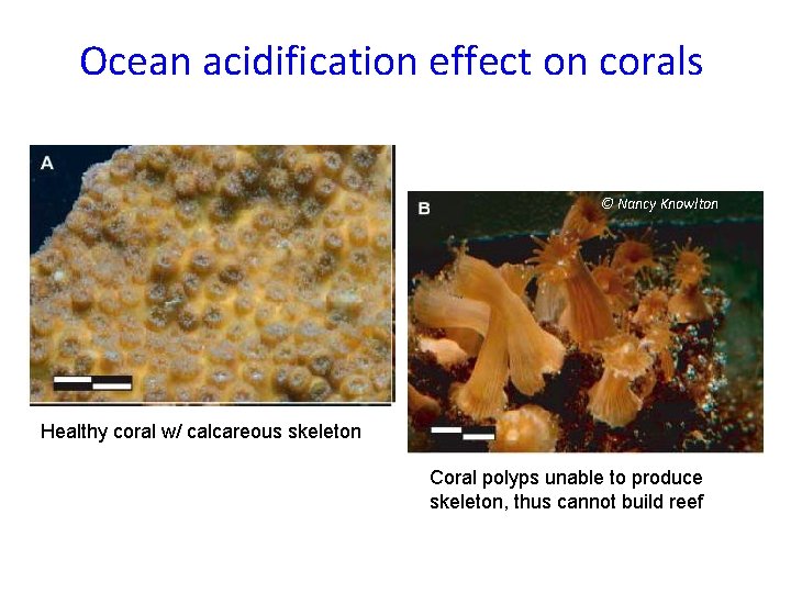 Ocean acidification effect on corals © Nancy Knowlton Healthy coral w/ calcareous skeleton Coral