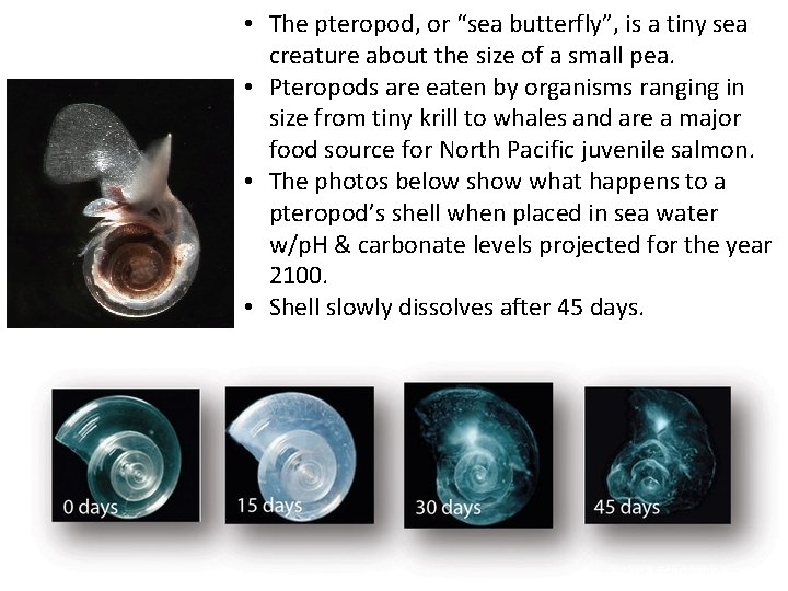  • The pteropod, or “sea butterfly”, is a tiny sea creature about the