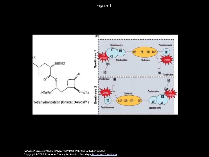 Figure 1 Annals of Oncology 2005 161253 -1267 DOI: (10. 1093/annonc/mdi 239) Copyright ©