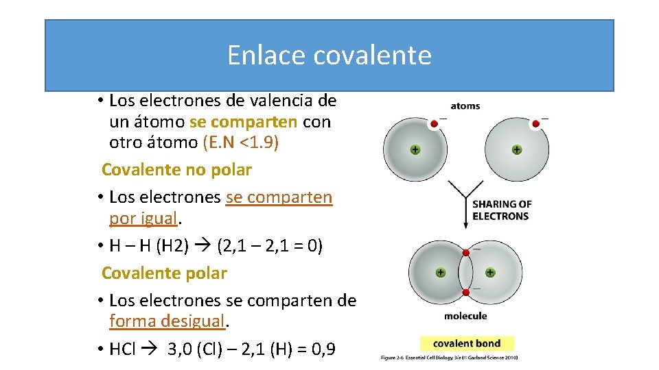 Enlace covalente • Los electrones de valencia de un átomo se comparten con otro
