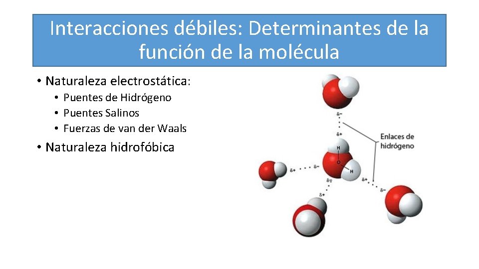 Interacciones débiles: Determinantes de la función de la molécula • Naturaleza electrostática: • Puentes