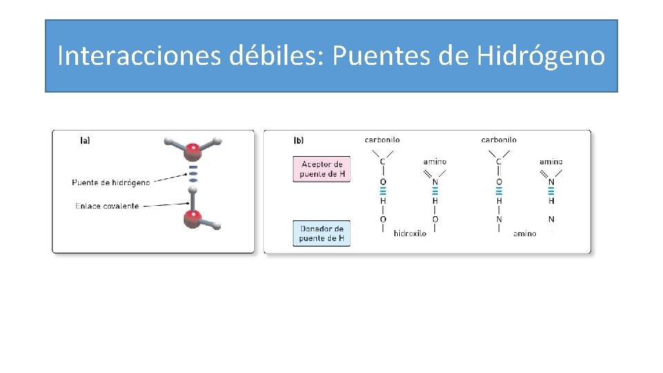 Interacciones débiles: Puentes de Hidrógeno 
