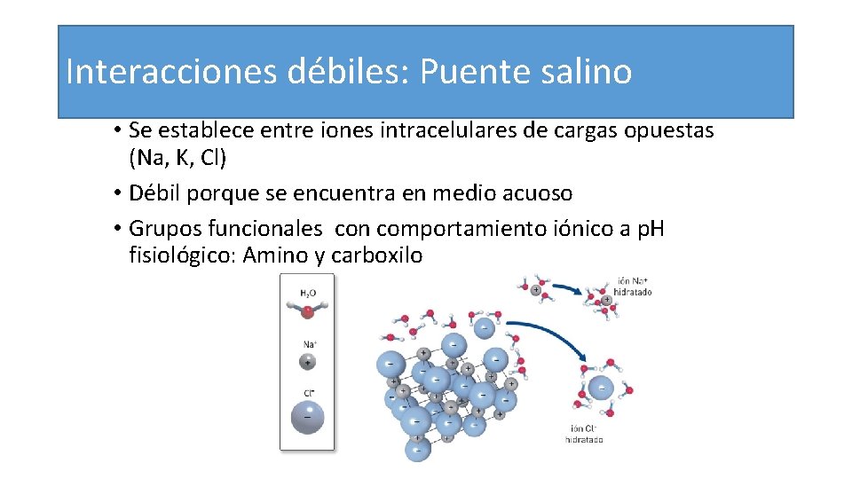 Interacciones débiles: Puente salino • Se establece entre iones intracelulares de cargas opuestas (Na,