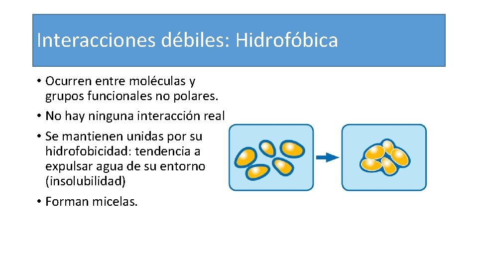 Interacciones débiles: Hidrofóbica • Ocurren entre moléculas y grupos funcionales no polares. • No
