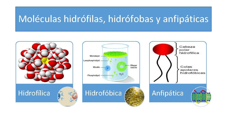 Moléculas hidrófilas, hidrófobas y anfipáticas Hidrofílica Hidrofóbica Anfipática 