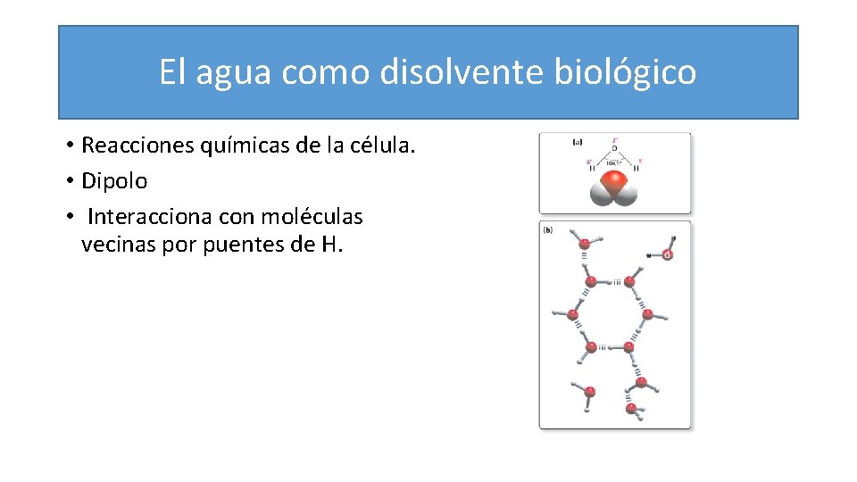 El agua como disolvente biológico • Reacciones químicas de la célula. • Dipolo •