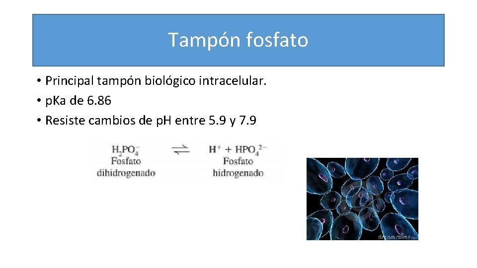 Tampón fosfato • Principal tampón biológico intracelular. • p. Ka de 6. 86 •