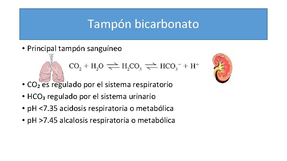 Tampón bicarbonato • Principal tampón sanguíneo • CO₂ es regulado por el sistema respiratorio