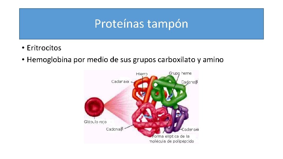 Proteínas tampón • Eritrocitos • Hemoglobina por medio de sus grupos carboxilato y amino