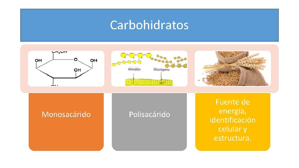 Carbohidratos Monosacárido Polisacárido Fuente de energía, identificación celular y estructura. 