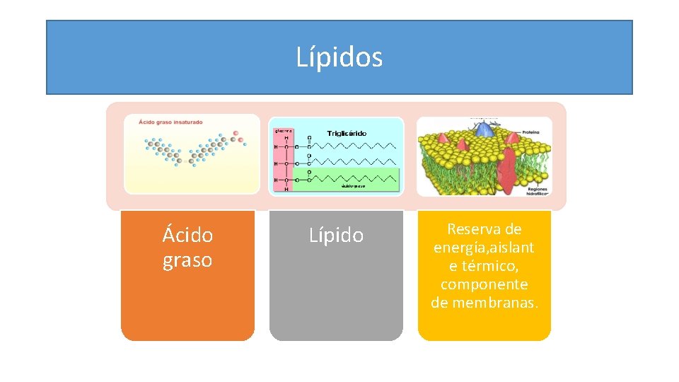 Lípidos Ácido graso Lípido Reserva de energía, aislant e térmico, componente de membranas. 