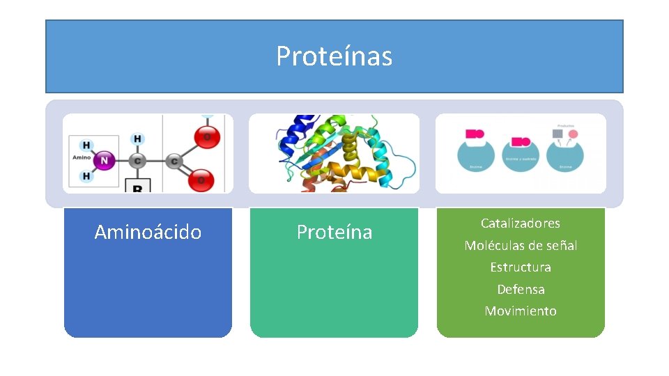Proteínas Aminoácido Proteína Catalizadores Moléculas de señal Estructura Defensa Movimiento 