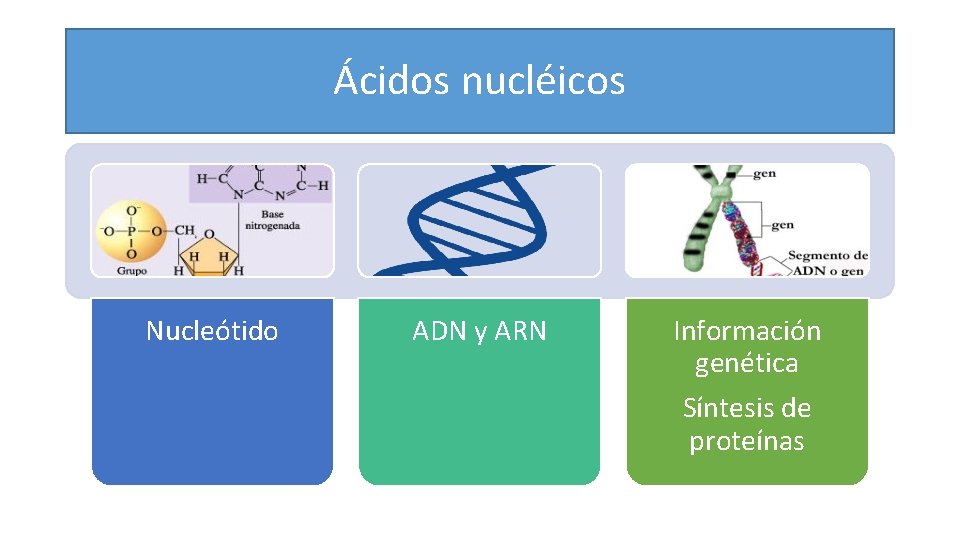 Ácidos nucléicos Nucleótido ADN y ARN Información genética Síntesis de proteínas 