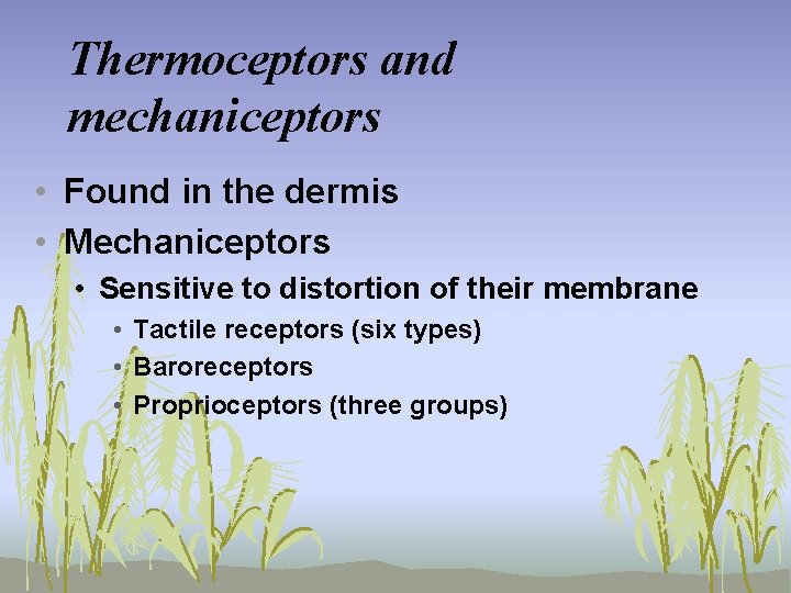 Thermoceptors and mechaniceptors • Found in the dermis • Mechaniceptors • Sensitive to distortion