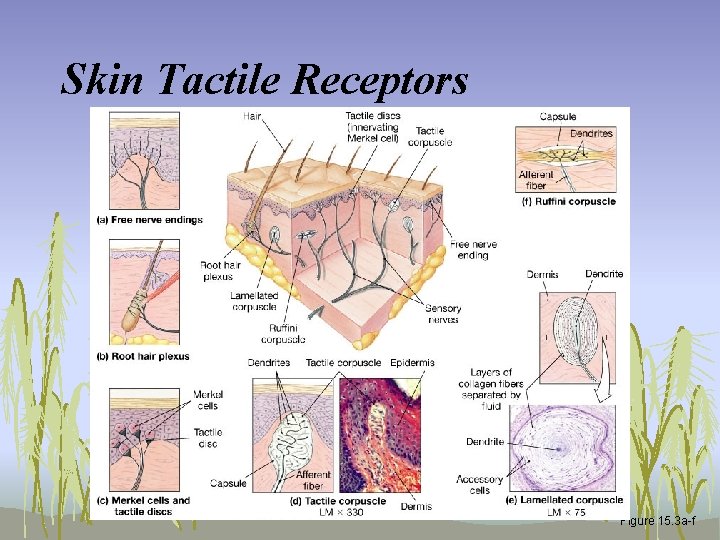 Skin Tactile Receptors Figure 15. 3 a-f 
