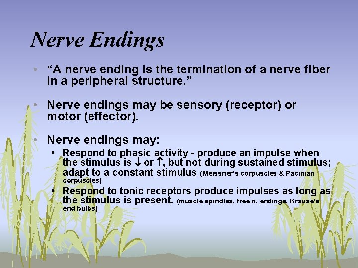 Nerve Endings • “A nerve ending is the termination of a nerve fiber in