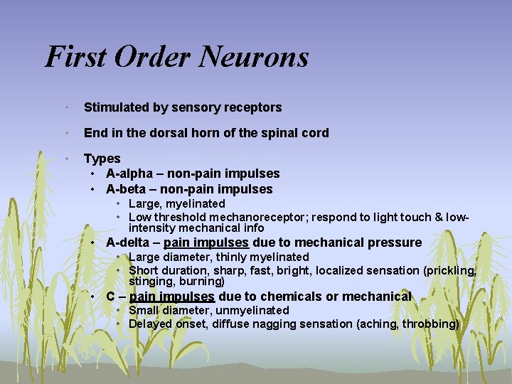 First Order Neurons • Stimulated by sensory receptors • End in the dorsal horn