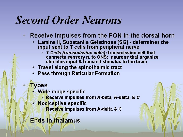 Second Order Neurons • Receive impulses from the FON in the dorsal horn •