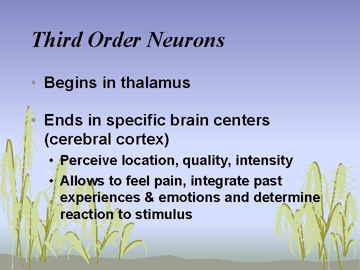 Third Order Neurons • Begins in thalamus • Ends in specific brain centers (cerebral