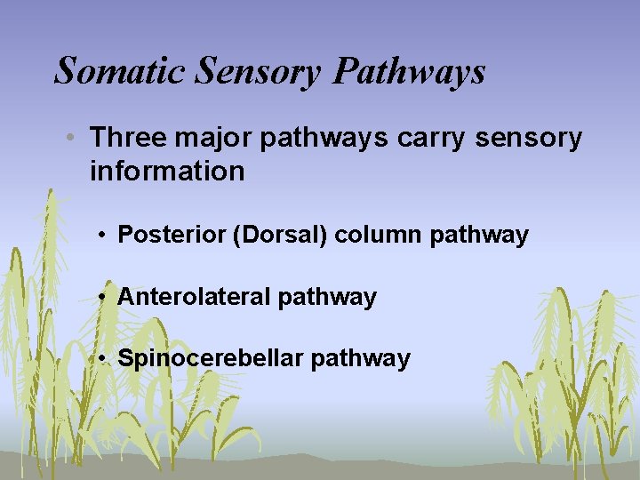 Somatic Sensory Pathways • Three major pathways carry sensory information • Posterior (Dorsal) column